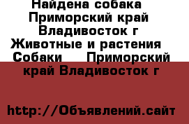 Найдена собака - Приморский край, Владивосток г. Животные и растения » Собаки   . Приморский край,Владивосток г.